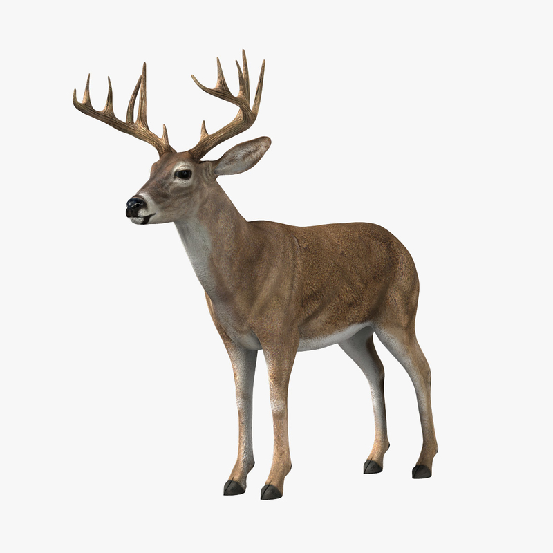 deer animation 3d model