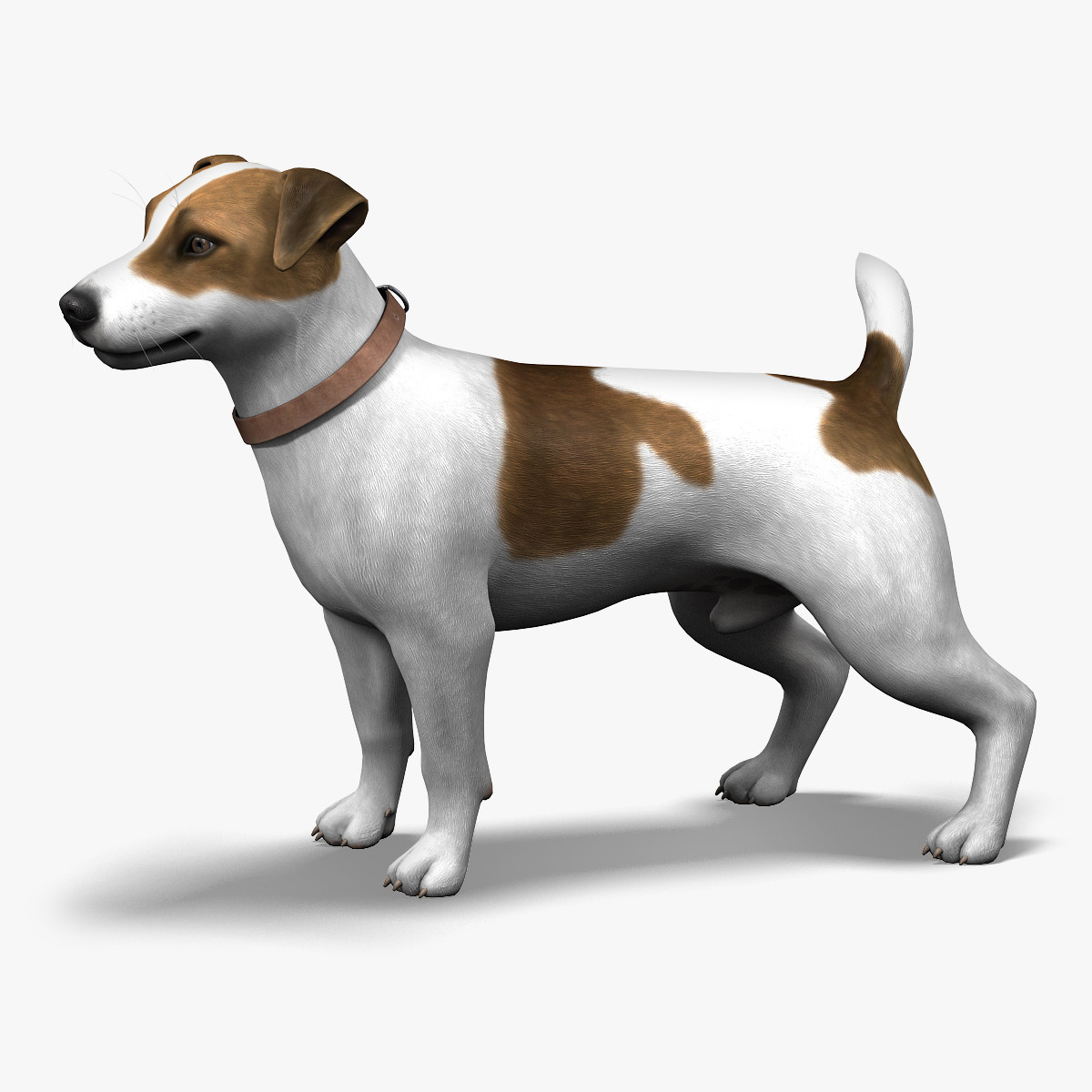3 d собаки. Джек-Рассел-терьер. Джек Рассел 3. Jack Russell Terrier 3d model. 3д Джек Джек Рассел.
