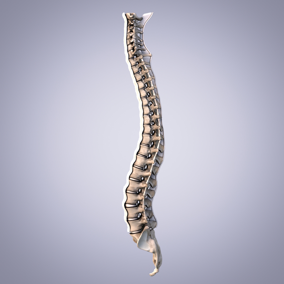 人体脊柱骨骼和韧带3d模型