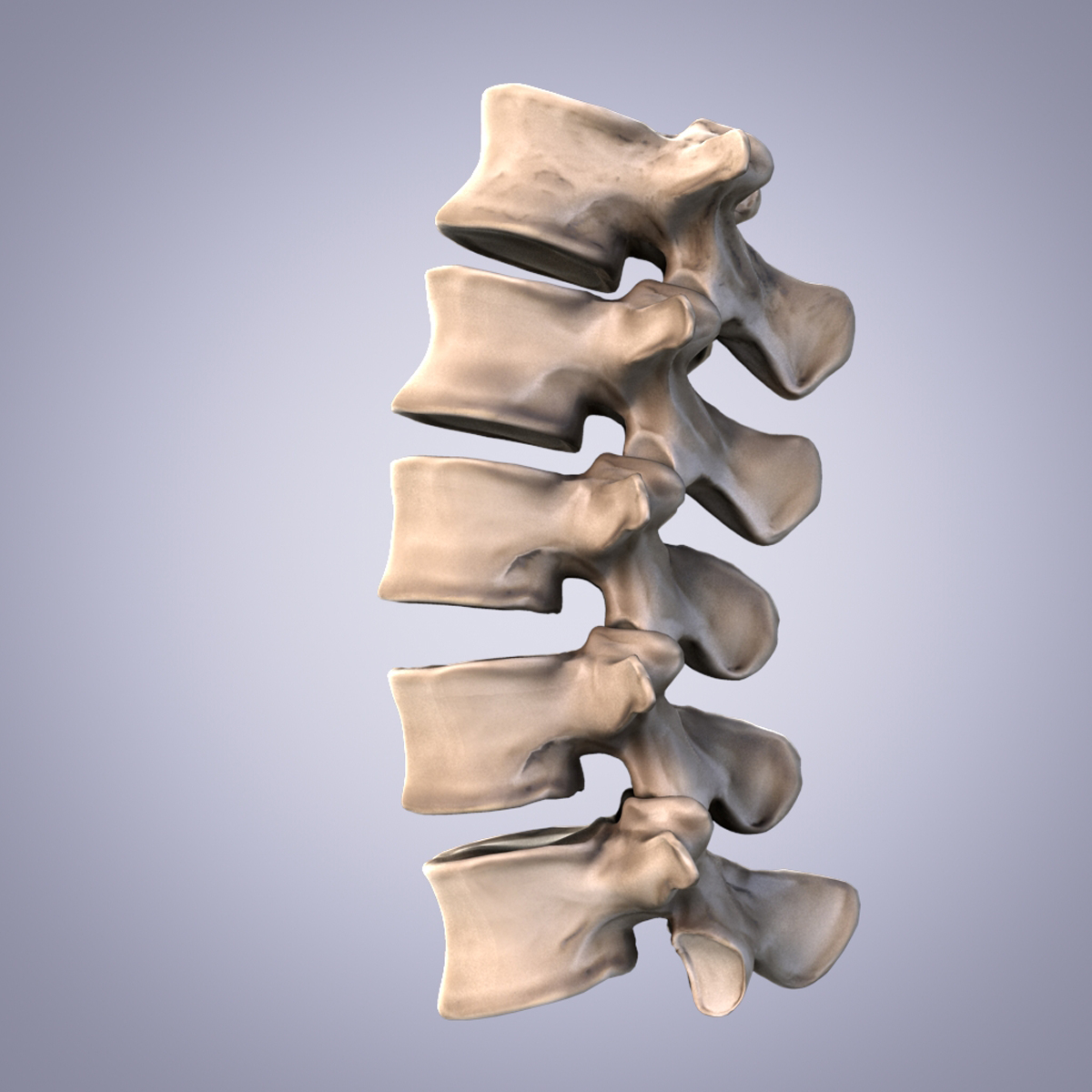 人体脊柱骨骼和韧带3d模型