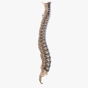 3d model human spine bones ligaments