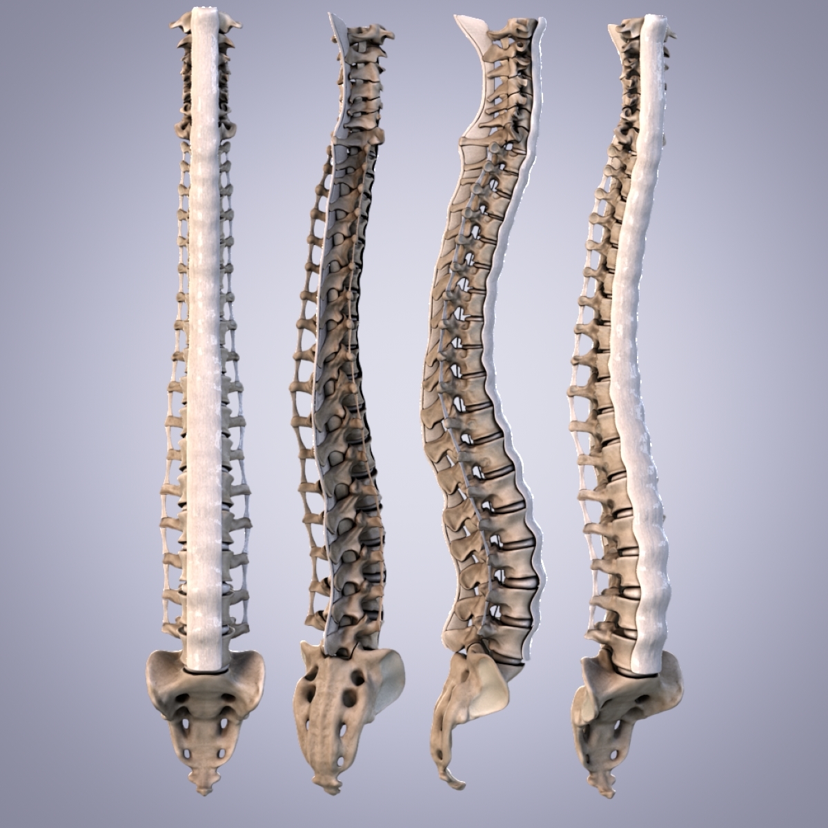 人体脊柱骨骼和韧带3d模型