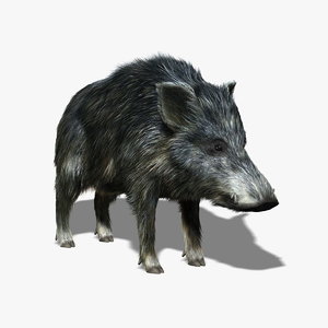 wild boar fur 3d model