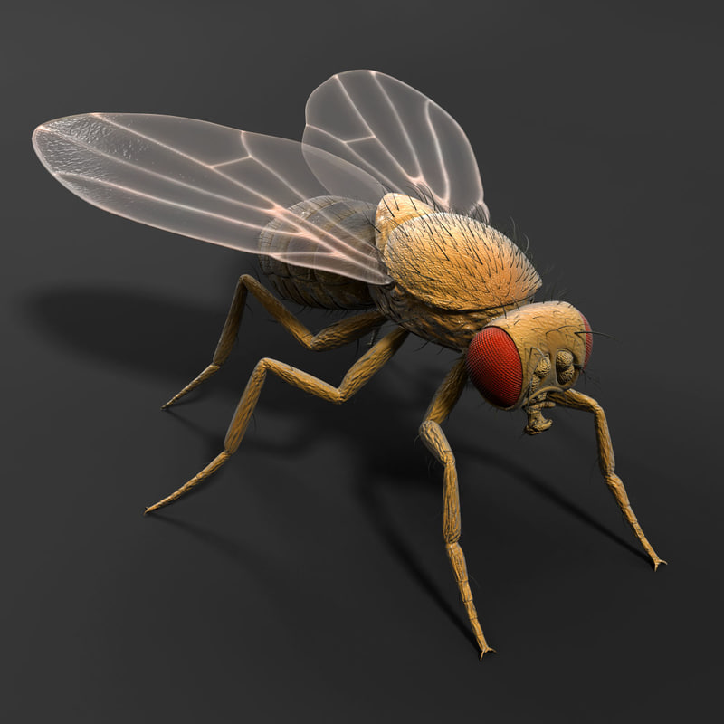 melanogaster fruit fly