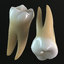 3d teeth molars model