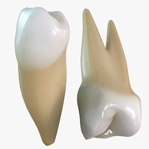 3d teeth premolars model