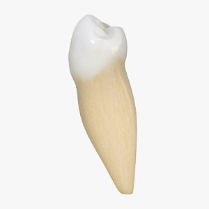 3d model tooth lower premolar