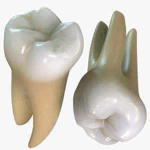 teeth molars 3d max