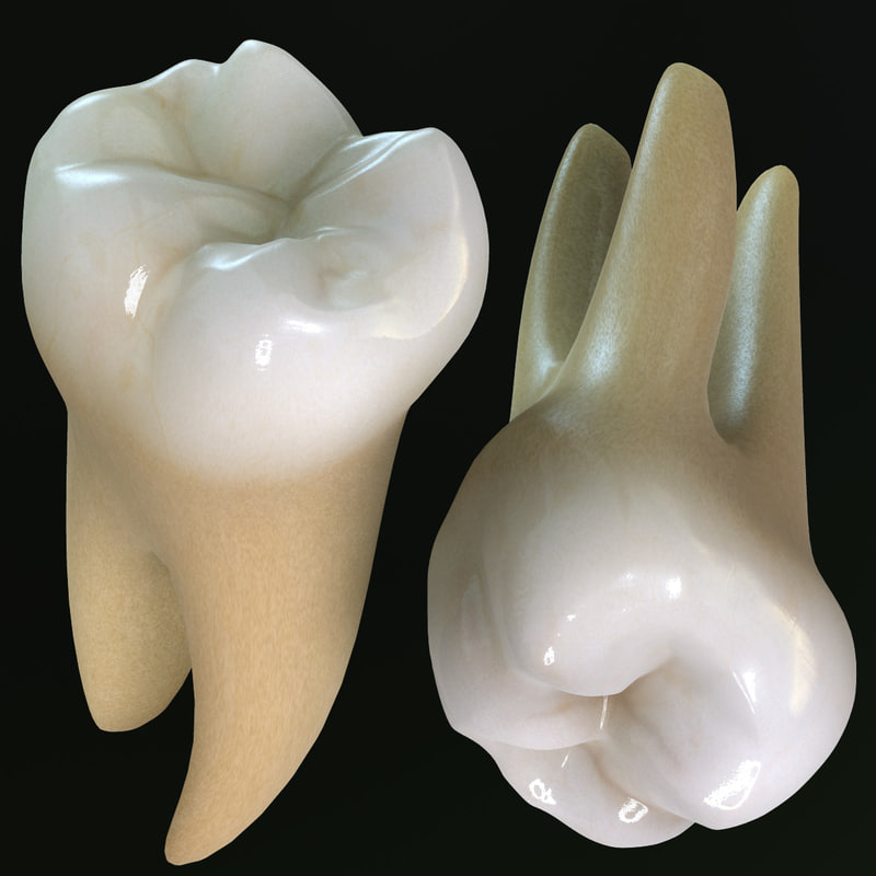 teeth-molars-3d-max