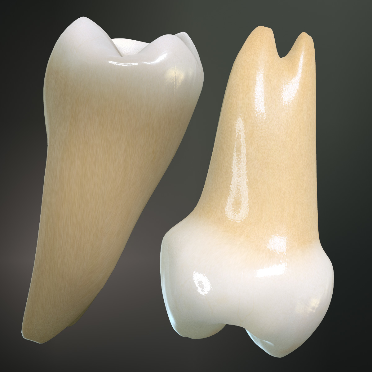 max teeth molars wisdoms