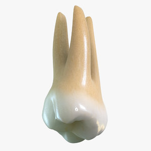 tooth upper molar 3d model