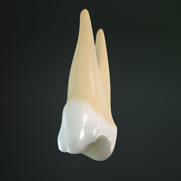 Oberer erster Prämolar 3DModell TurboSquid 577304