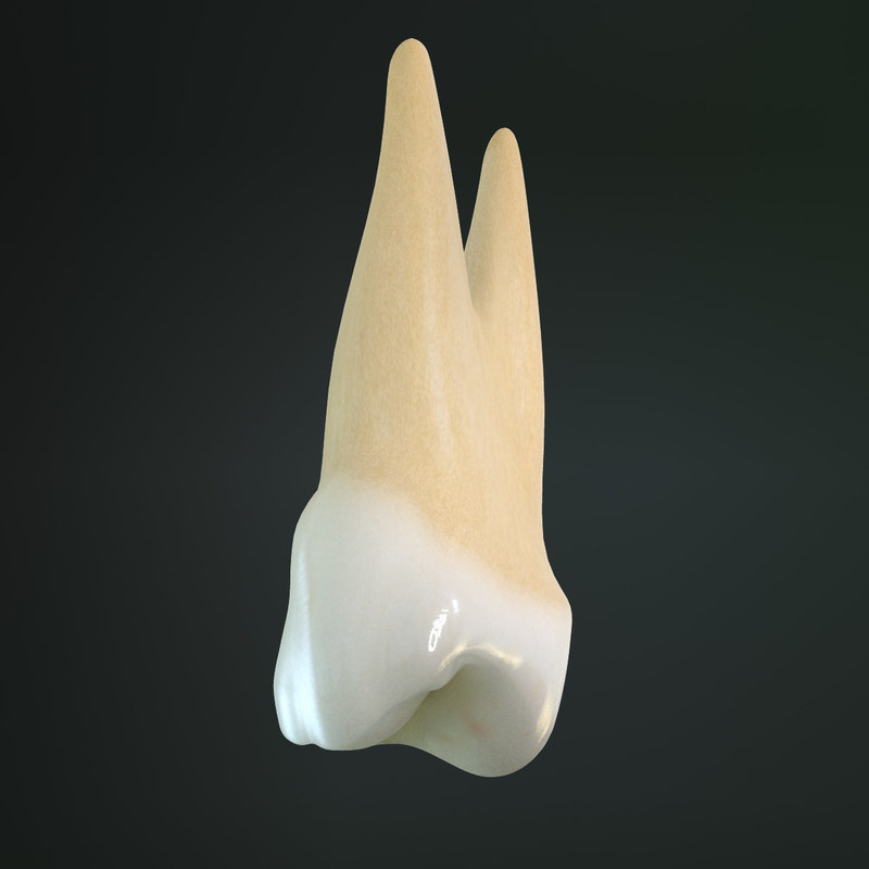 tooth-premolar-3d-model