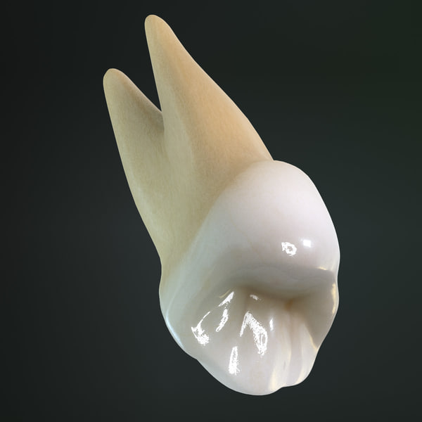 tooth premolar 3d model