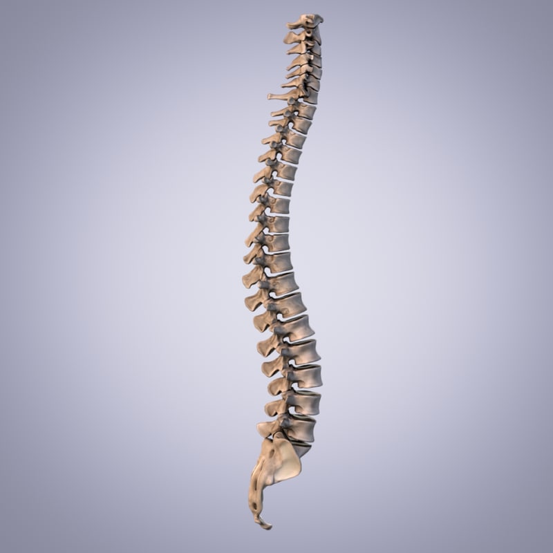 3d model human spine