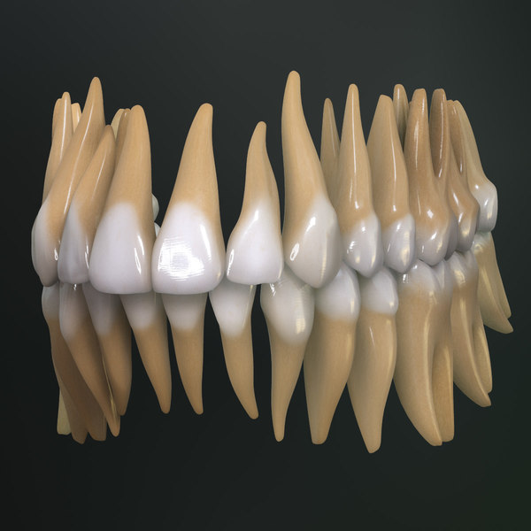 Bleibendes Gebiss 3D-Modell - TurboSquid 578051