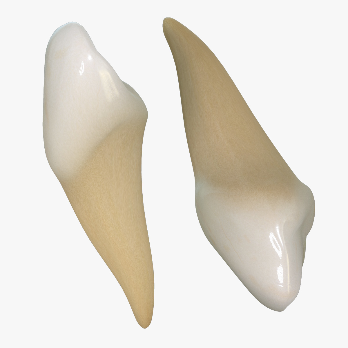 3ds max teeth canines
