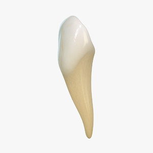 3d tooth lower canine model