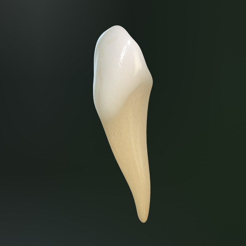 3d-tooth-lower-canine-model