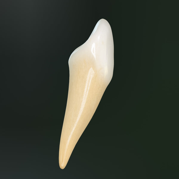 3d tooth lower canine model