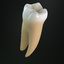 teeth permanent dentition max