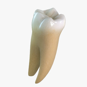 tooth lower molar 3d max