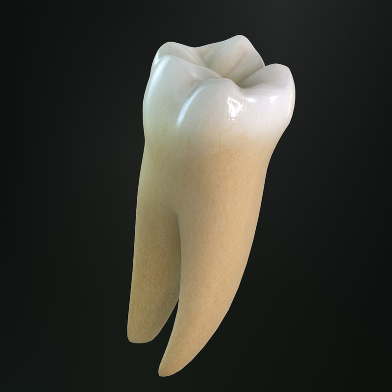 tooth-lower-molar-3d-max