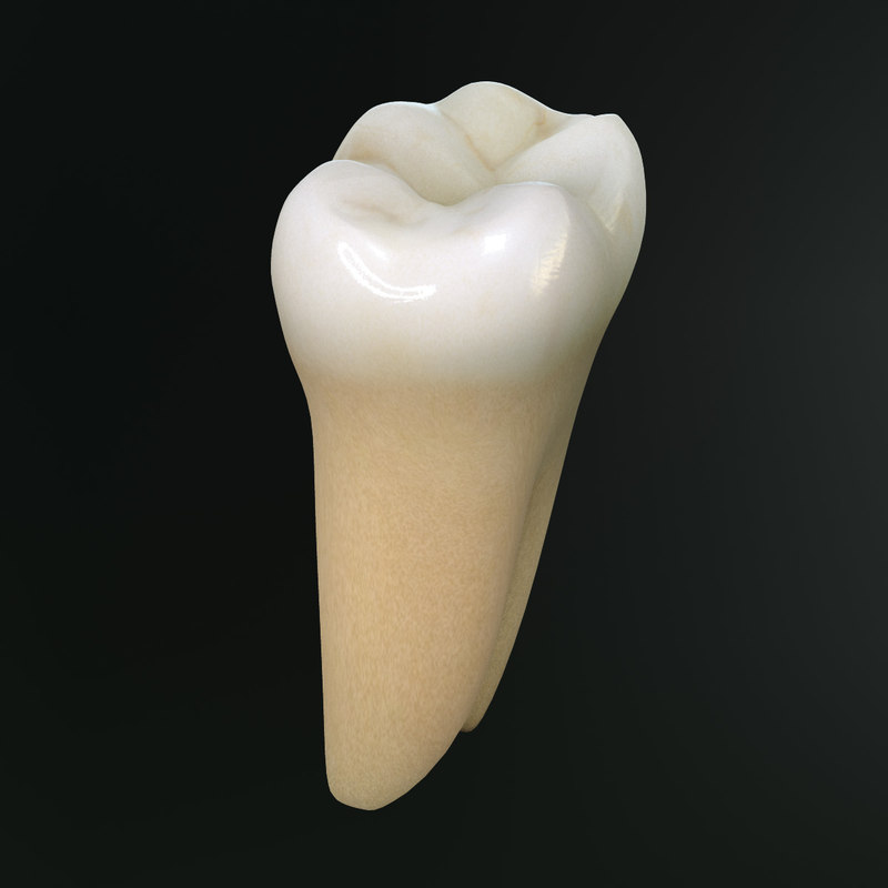 tooth lower molar max