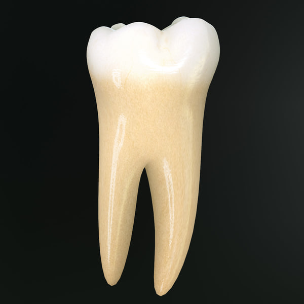 tooth lower molar max