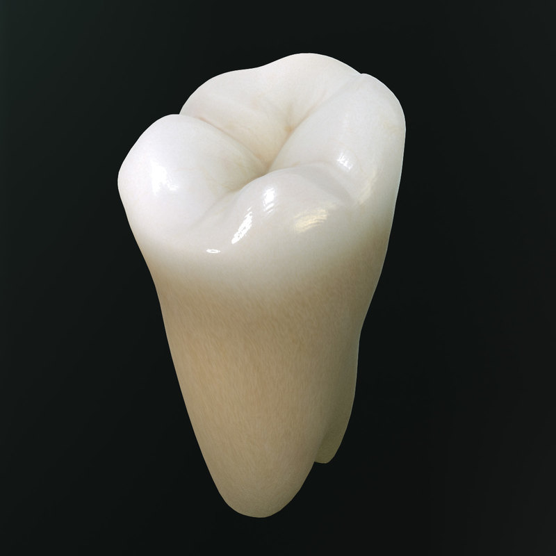 rxdentistry-dental-anatomy-of-premolars