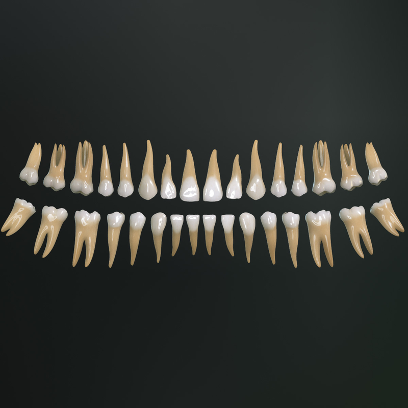 teeth permanent dentition max