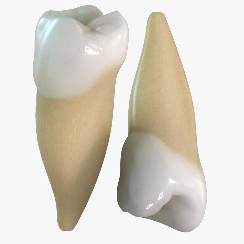 teeth-premolars-3d-model