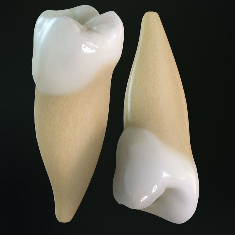 teeth-premolars-3d-model