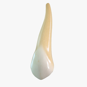 tooth upper canine 3d max