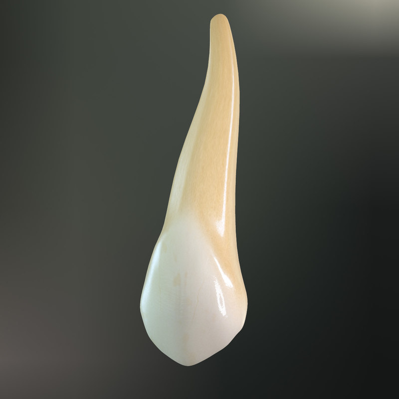 tooth-upper-canine-3d-max