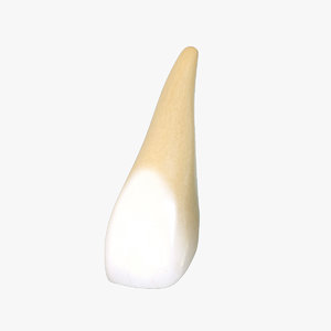 3d tooth upper central incisor model