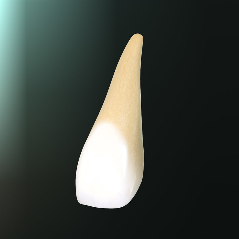 3d-tooth-upper-central-incisor-model