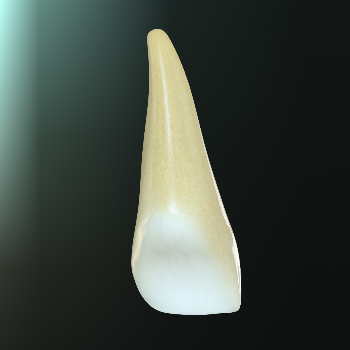 3d Tooth Upper Central Incisor Model