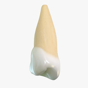 v4 0 5th tooth 3d model