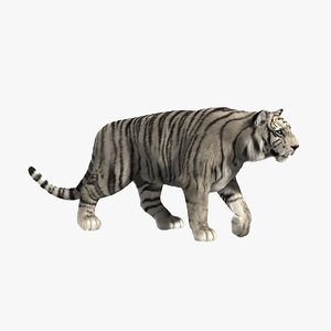 3d white tiger fur animation