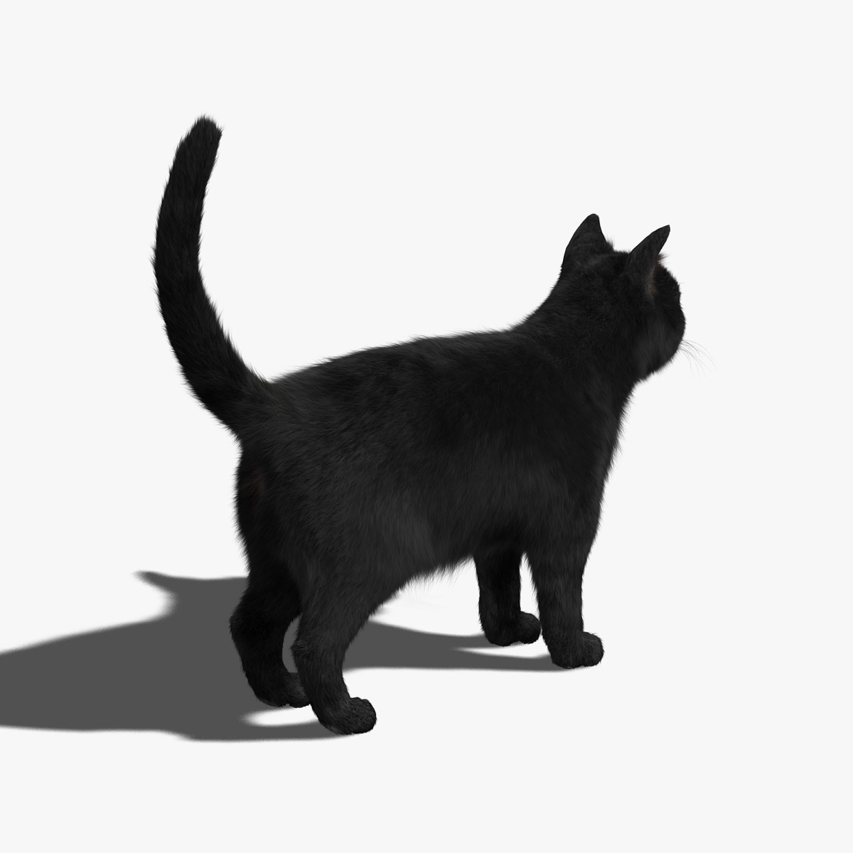 Kitty Black main image 1