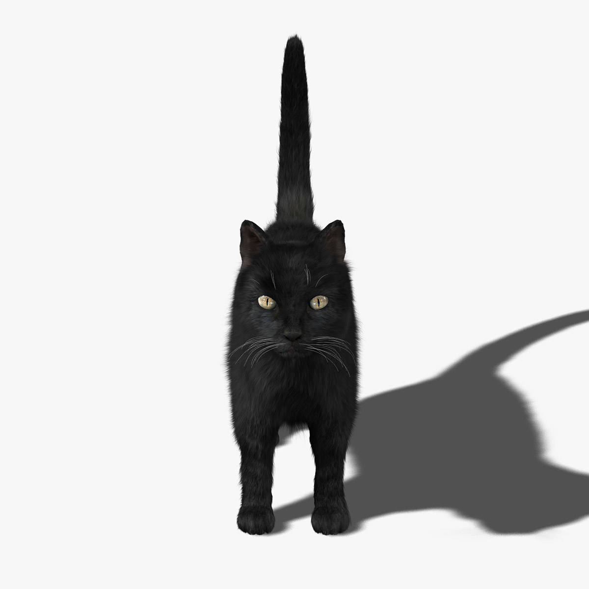 Kitty Black