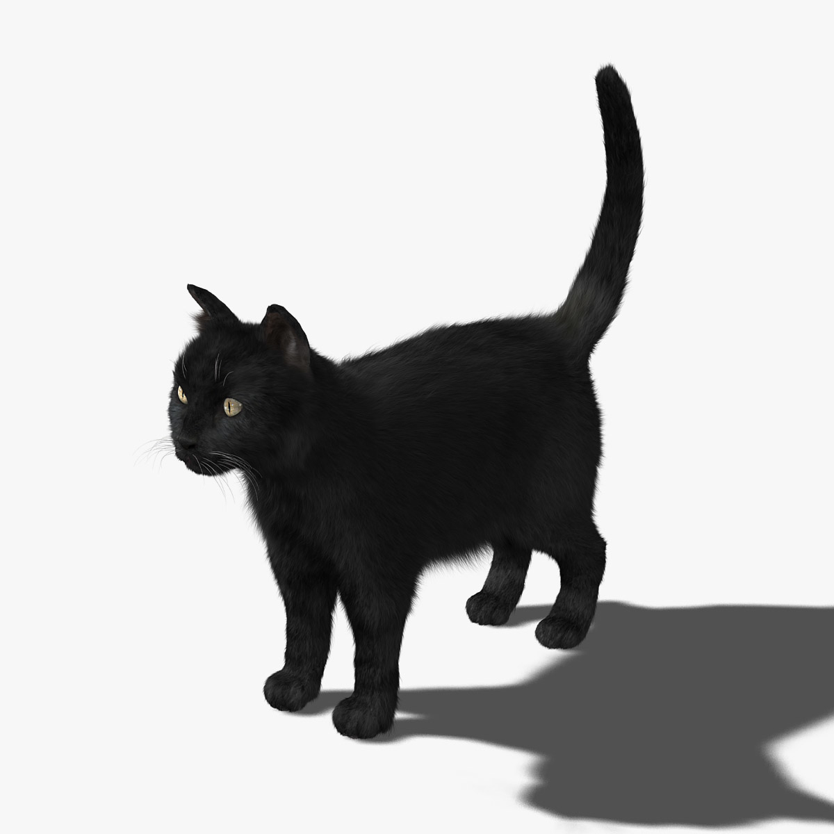 Kitty Black main image 0