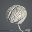 3d model medically nervous brain cerebellum