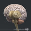 3d model medically nervous brain cerebellum