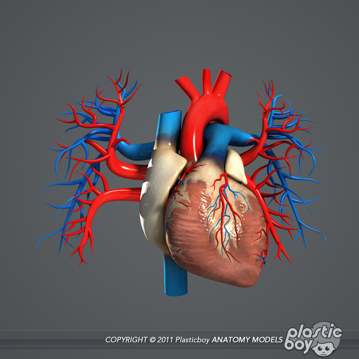 human heart 3d drawing