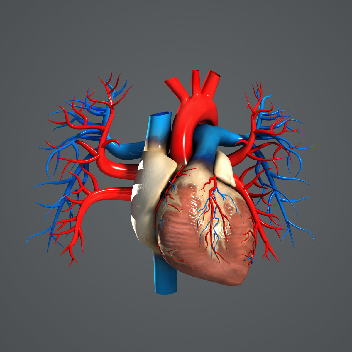 3dsmax Medically Human Heart   Heart Turbosquid 02 4a556e73 65e4 4ddf Adc3 3cc96110214bZoom 