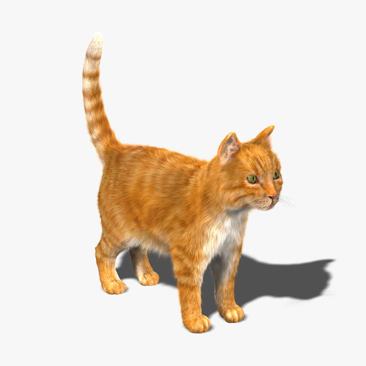  3d  model cat  orange tabby fur