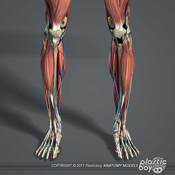 complete male anatomy 3d model