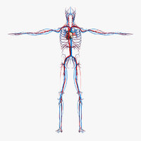 circulatory system 3d models